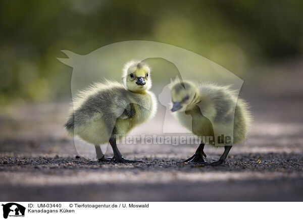 Kanadagans Kken / Canada goose chick / UM-03440