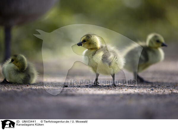 Kanadagans Kken / Canada goose chick / UM-03441