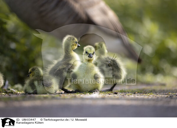 Kanadagans Kken / Canada goose chick / UM-03447