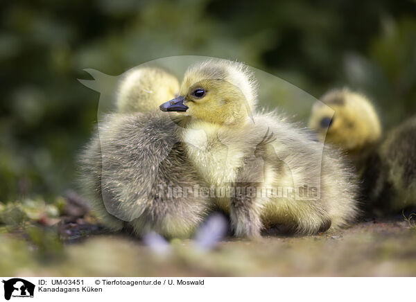 Kanadagans Kken / Canada goose chick / UM-03451