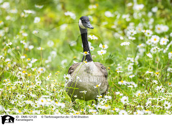 Kanadagans / Canada goose / DMS-12125