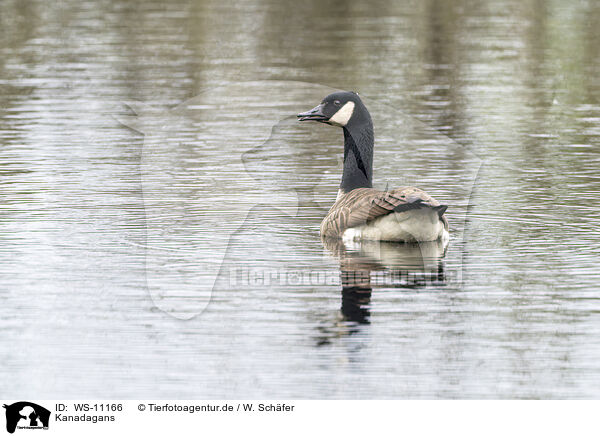 Kanadagans / Canada goose / WS-11166