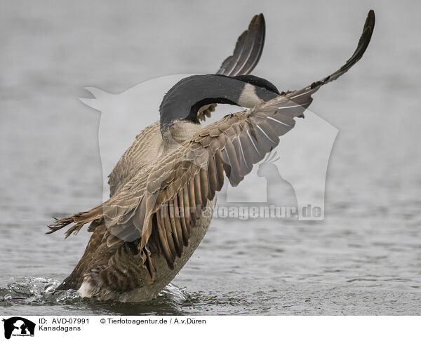 Kanadagans / canada goose / AVD-07991