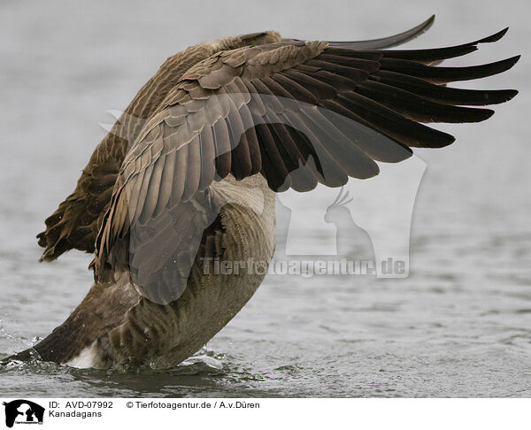 Kanadagans / canada goose / AVD-07992