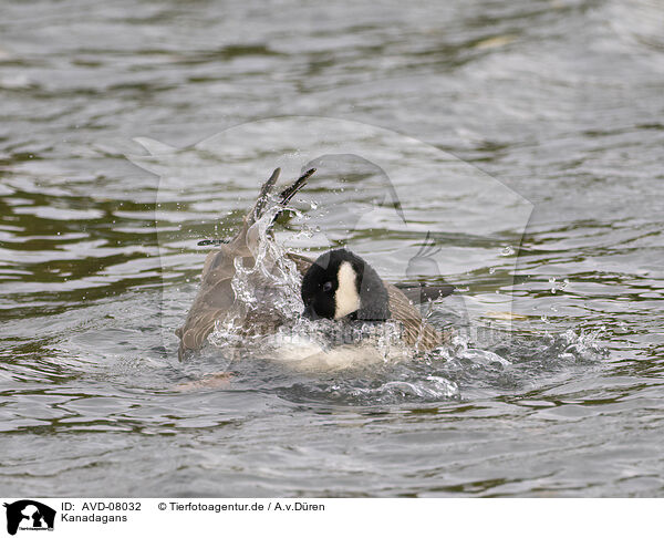 Kanadagans / canada goose / AVD-08032