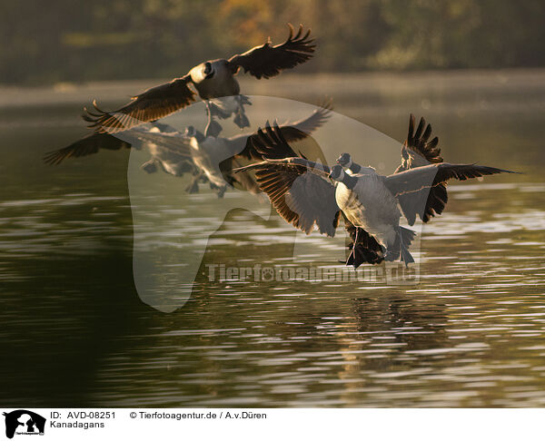 Kanadagans / canada goose / AVD-08251