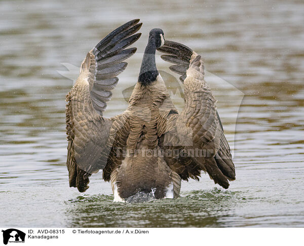 Kanadagans / canada goose / AVD-08315