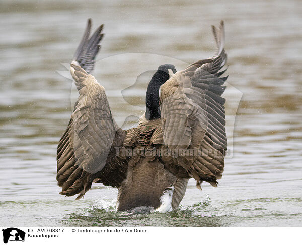 Kanadagans / canada goose / AVD-08317