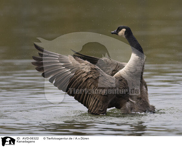 Kanadagans / canada goose / AVD-08322