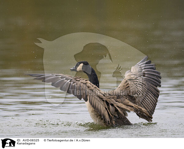Kanadagans / canada goose / AVD-08325