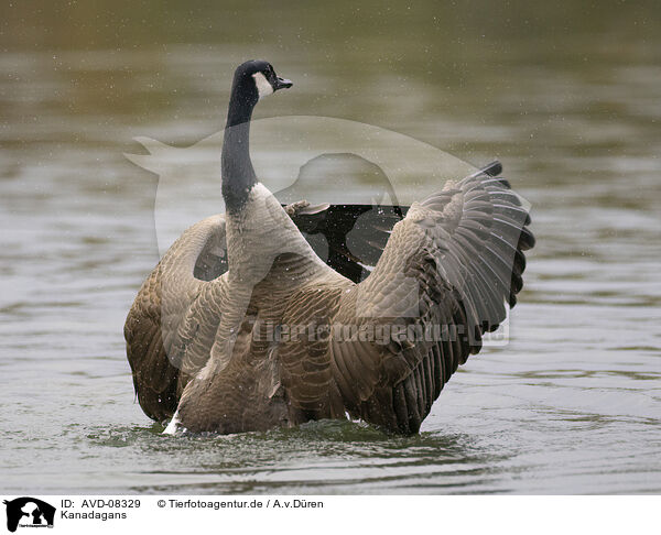 Kanadagans / canada goose / AVD-08329