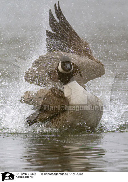 Kanadagans / AVD-08334