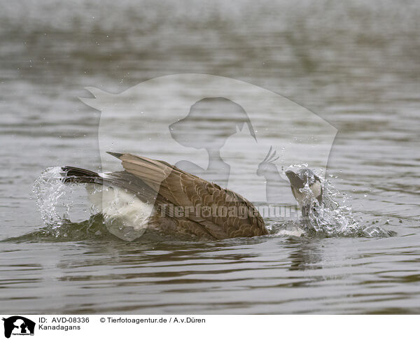 Kanadagans / canada goose / AVD-08336