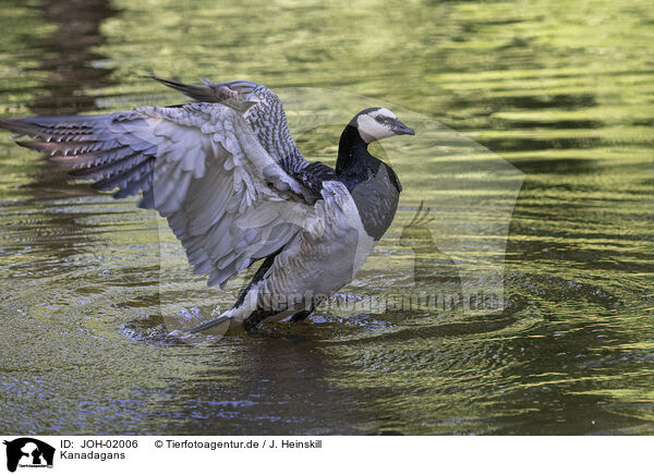 Kanadagans / Canada goose / JOH-02006