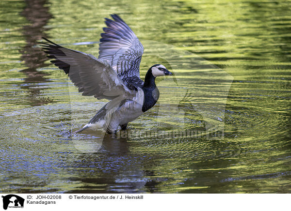 Kanadagans / Canada goose / JOH-02008