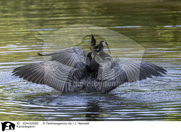 Kanadagans / Canada goose / JOH-02009