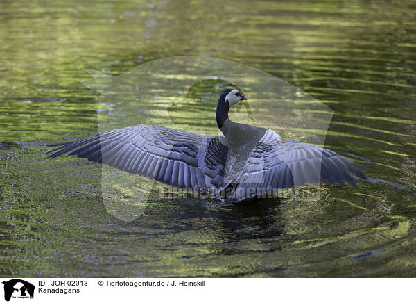 Kanadagans / Canada goose / JOH-02013