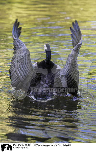 Kanadagans / Canada goose / JOH-02016