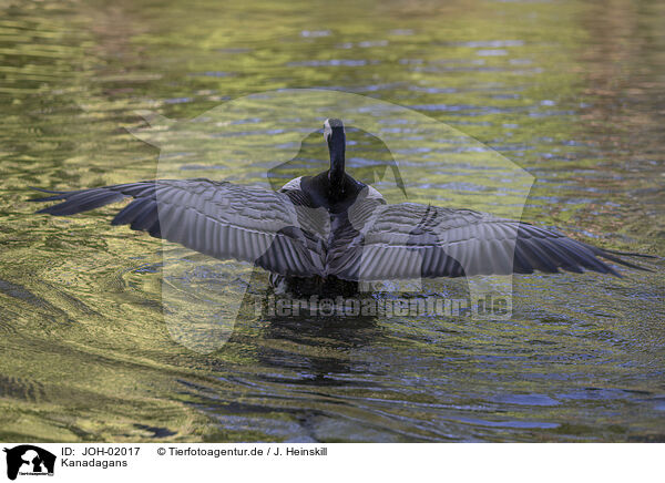 Kanadagans / Canada goose / JOH-02017