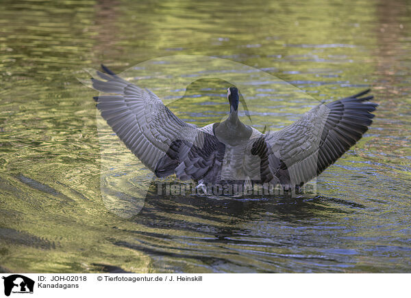 Kanadagans / Canada goose / JOH-02018