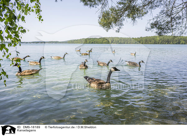 Kanadagans / Canada goose / DMS-18189