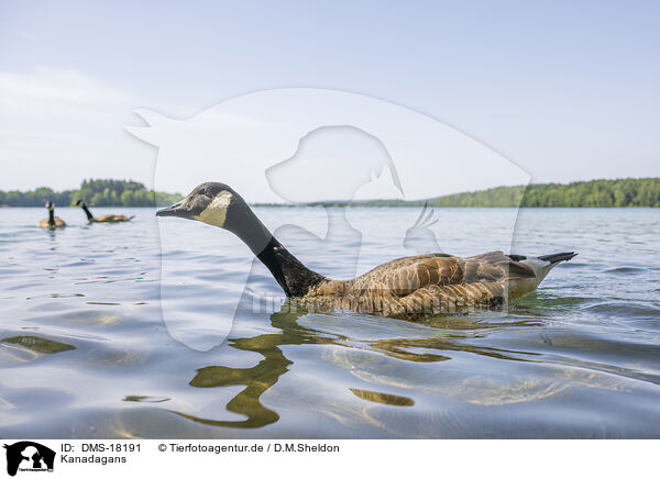 Kanadagans / Canada goose / DMS-18191