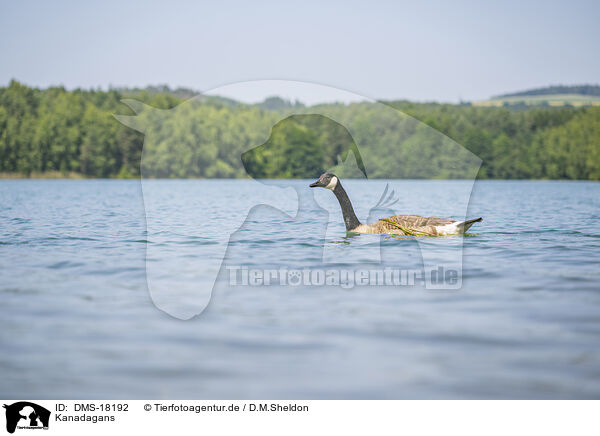 Kanadagans / Canada goose / DMS-18192