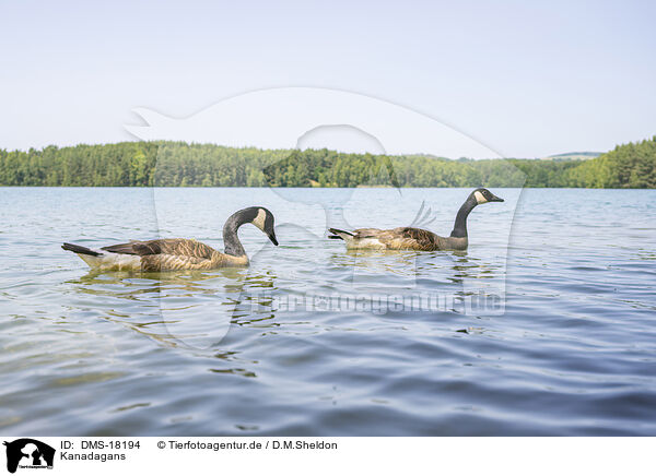 Kanadagans / Canada goose / DMS-18194