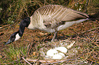 Kanadagans an ihrem Gelege im Nest