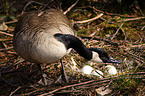 Kanadagans an ihrem Gelege im Nest