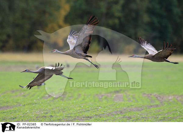 Kanadakraniche / sandhill cranes / FF-02385
