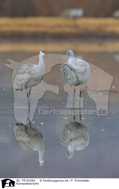 Kanadakraniche / sandhill cranes / FF-03383