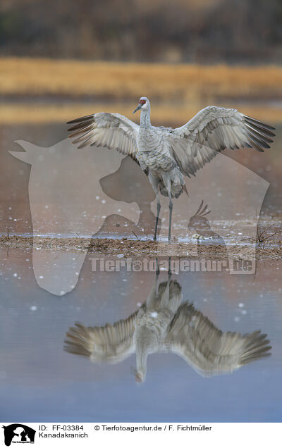 Kanadakranich / sandhill crane / FF-03384