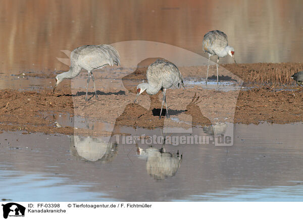 Kanadakraniche / sandhill cranes / FF-03398