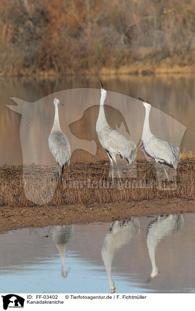 Kanadakraniche / sandhill cranes / FF-03402