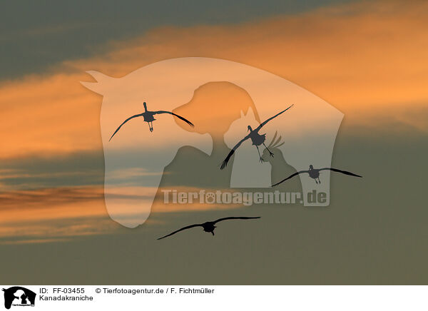 Kanadakraniche / sandhill cranes / FF-03455