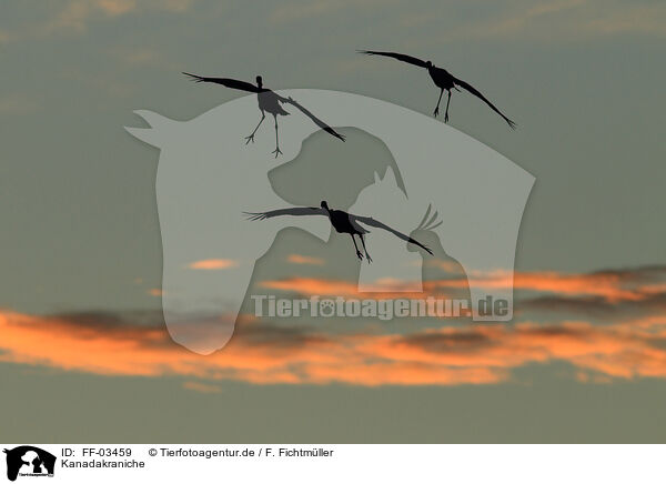 Kanadakraniche / sandhill cranes / FF-03459