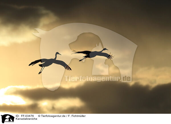 Kanadakraniche / sandhill cranes / FF-03476