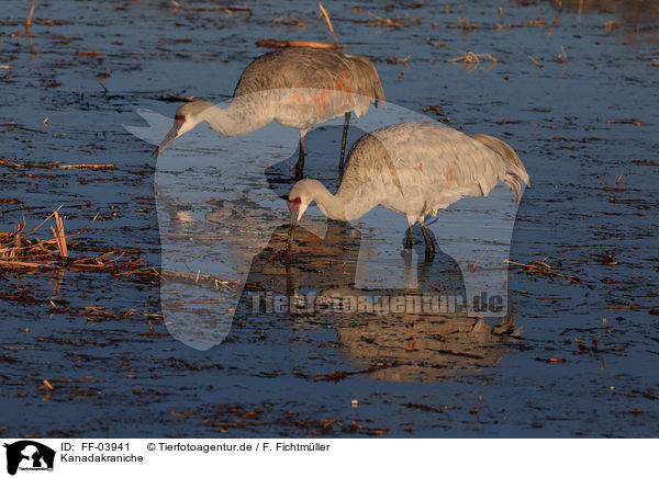 Kanadakraniche / sandhill cranes / FF-03941