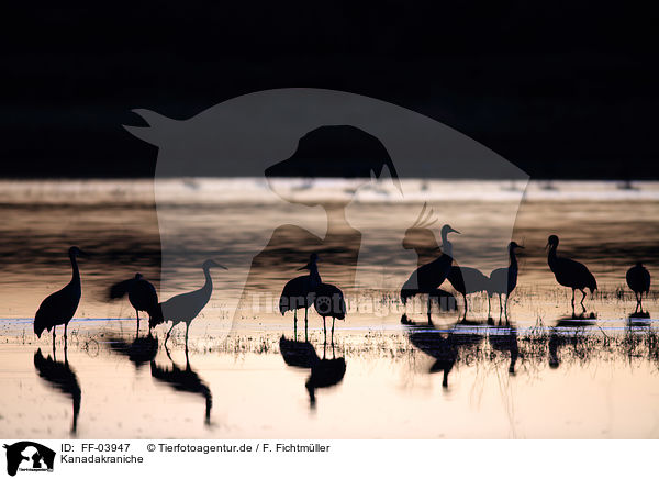 Kanadakraniche / sandhill cranes / FF-03947