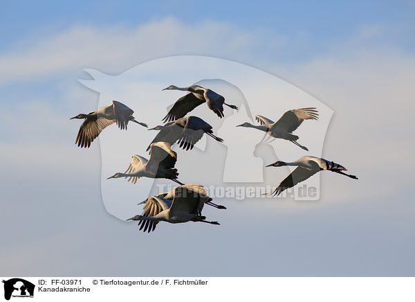 Kanadakraniche / sandhill cranes / FF-03971