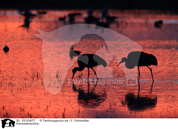Kanadakraniche / sandhill cranes / FF-03977