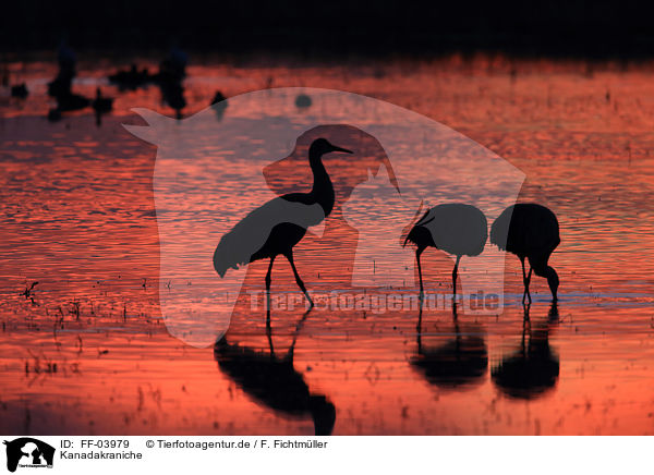 Kanadakraniche / sandhill cranes / FF-03979