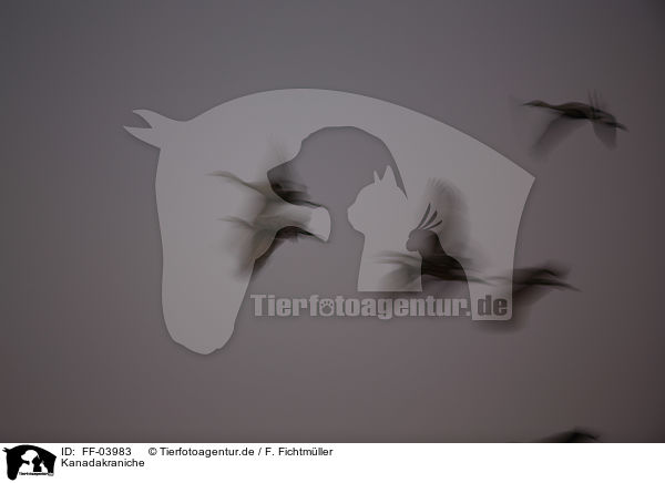 Kanadakraniche / sandhill cranes / FF-03983
