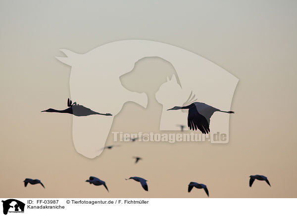 Kanadakraniche / sandhill cranes / FF-03987