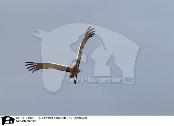 Kanadakranich / sandhill crane / FF-04001