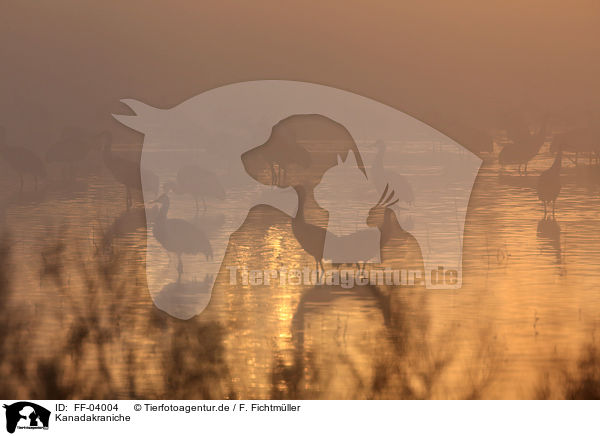 Kanadakraniche / sandhill cranes / FF-04004