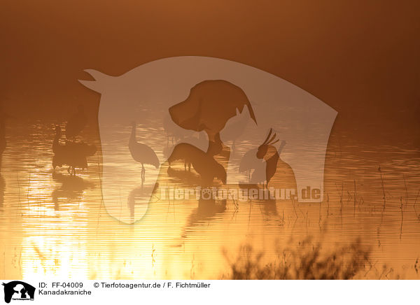 Kanadakraniche / sandhill cranes / FF-04009