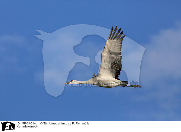 Kanadakranich / sandhill crane / FF-04014