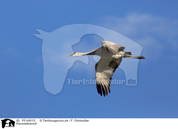 Kanadakranich / sandhill crane / FF-04015